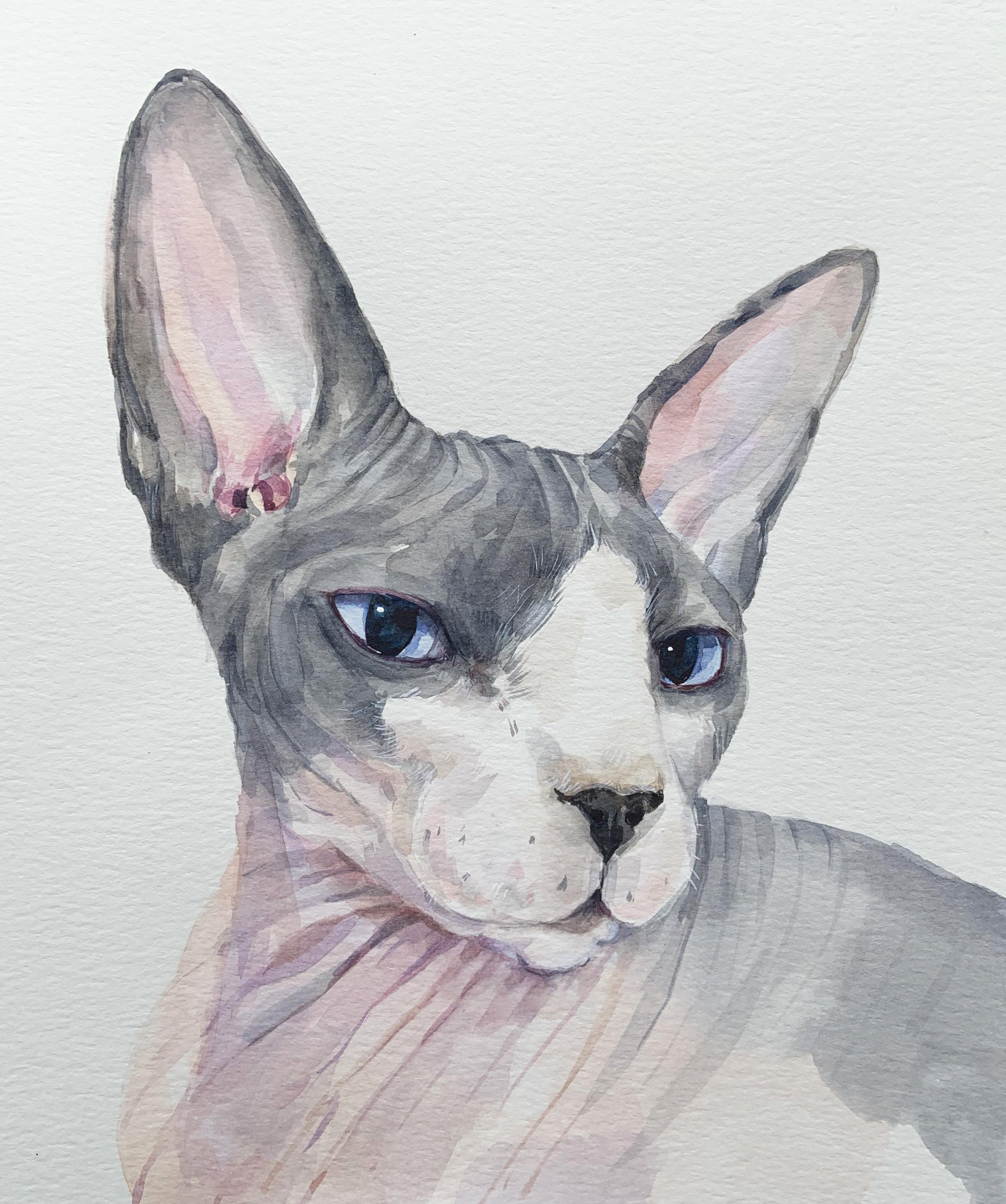 Sphynx Cat Portrait From a Photo, Custom Watercolor Painting, Memorial ...