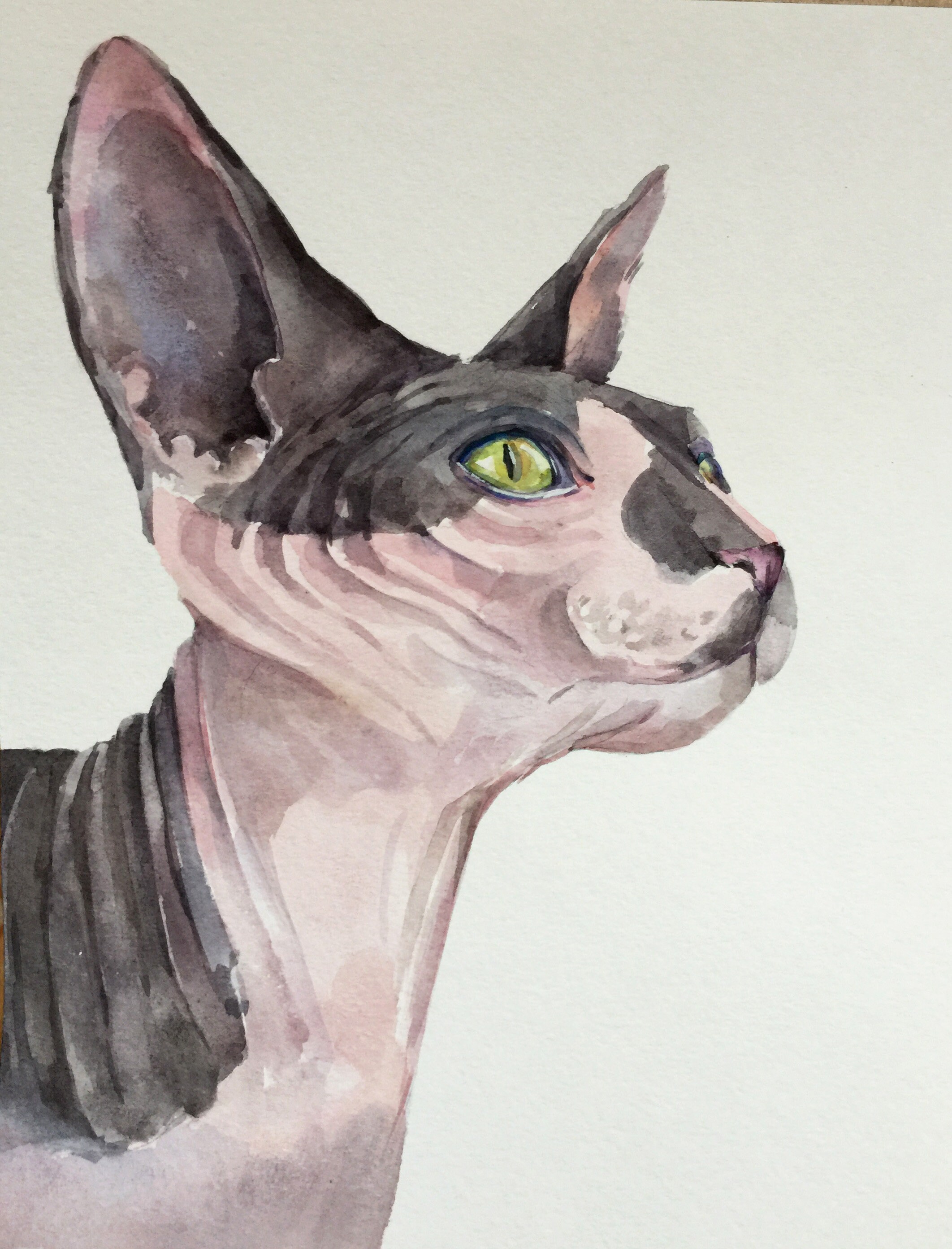 Sphynx Cat Portrait From a Photo, Custom Watercolor Painting, Memorial ...