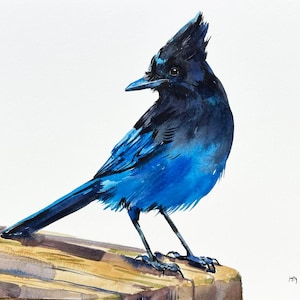 Ghiandaia di Steller sul ramo, dipinto ad acquerello originale, arte della ghiandaia, disegno della ghiandaia, decorazione murale della ghiandaia, regalo per papà, regalo per la festa del papà