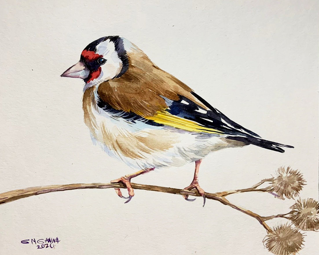 European Goldfinch for sale Only 4 left at 60