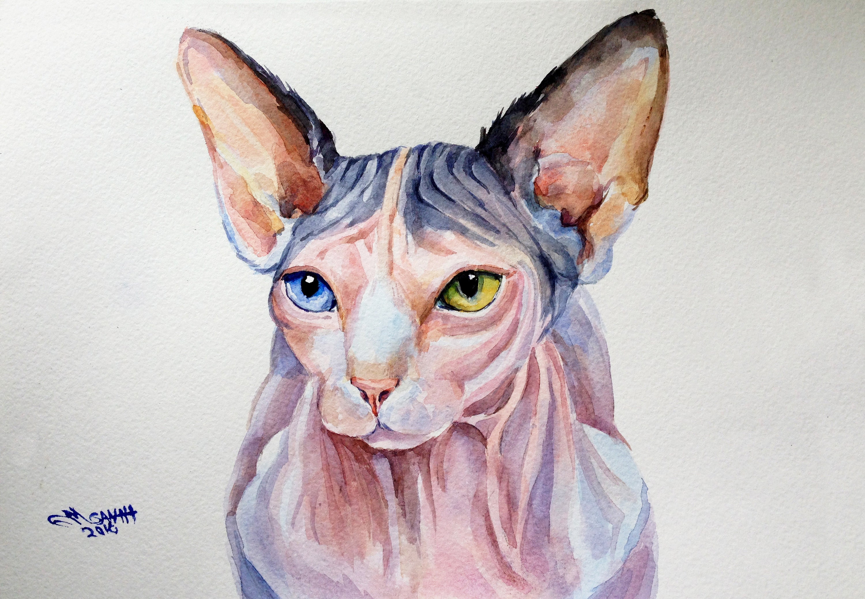 Sphynx Cat Portrait From a Photo, Custom Watercolor Painting, Memorial ...