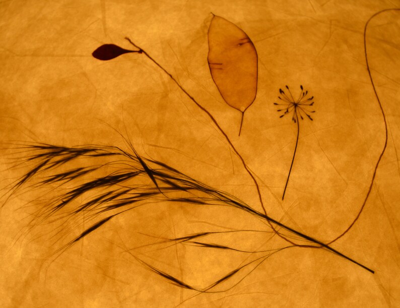 Lampenschirm 7 aus Seidenpapier mit Trespe Dillblüten - Etsy.de