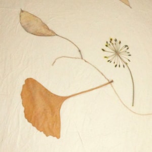 May include: A pressed flower arrangement featuring a brown ginkgo leaf, a light brown leaf, and a small yellow flower with green stems on a white background.