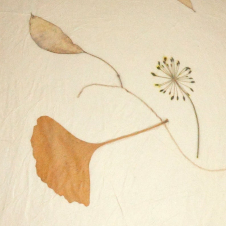 May include: A pressed flower arrangement featuring a brown ginkgo leaf, a light brown leaf, and a small yellow flower with green stems on a white background.