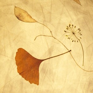 May include: A close-up of a pressed flower arrangement on a textured, cream-colored background. The arrangement features a brown ginkgo leaf, a delicate, dried flower with yellow petals, and a thin, brown stem.
