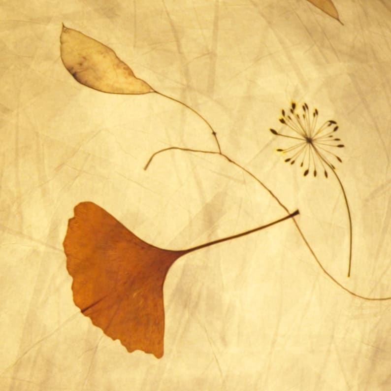May include: A close-up of a pressed flower arrangement on a textured, cream-colored background. The arrangement features a brown ginkgo leaf, a delicate, dried flower with yellow petals, and a thin, brown stem.
