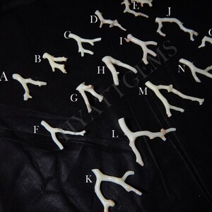 May include: A collection of 15 white coral branches, labeled with letters A through O, on a black fabric background.