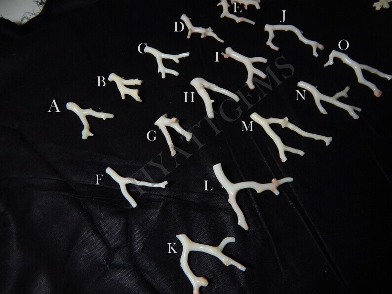 May include: A collection of 15 white coral branches, labeled with letters A through O, on a black fabric background.