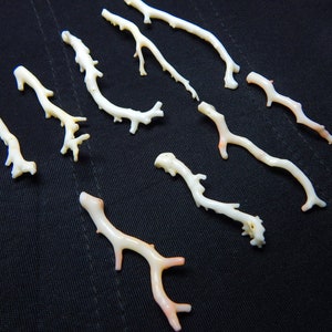 White Japanese Coral Branch: Polished Gemstone Stick (4x50 To 6x60 mm)