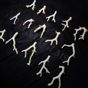 May include: A collection of 14 white coral branches with a pink hue. The coral branches are arranged on a black background.