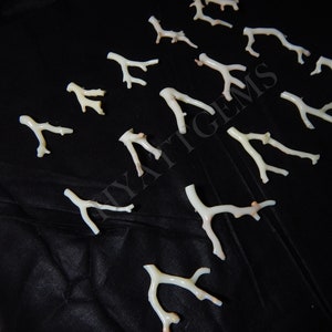 May include: A collection of white coral branches with a hint of pink, arranged on a black fabric background.