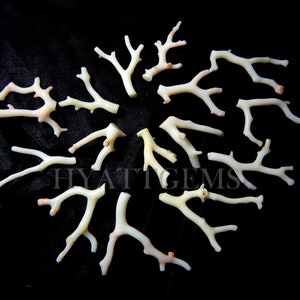 japan coral