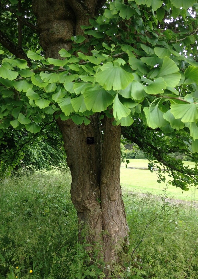 Ginkgo Biloba Tincture From Green Summer Leaves Etsy