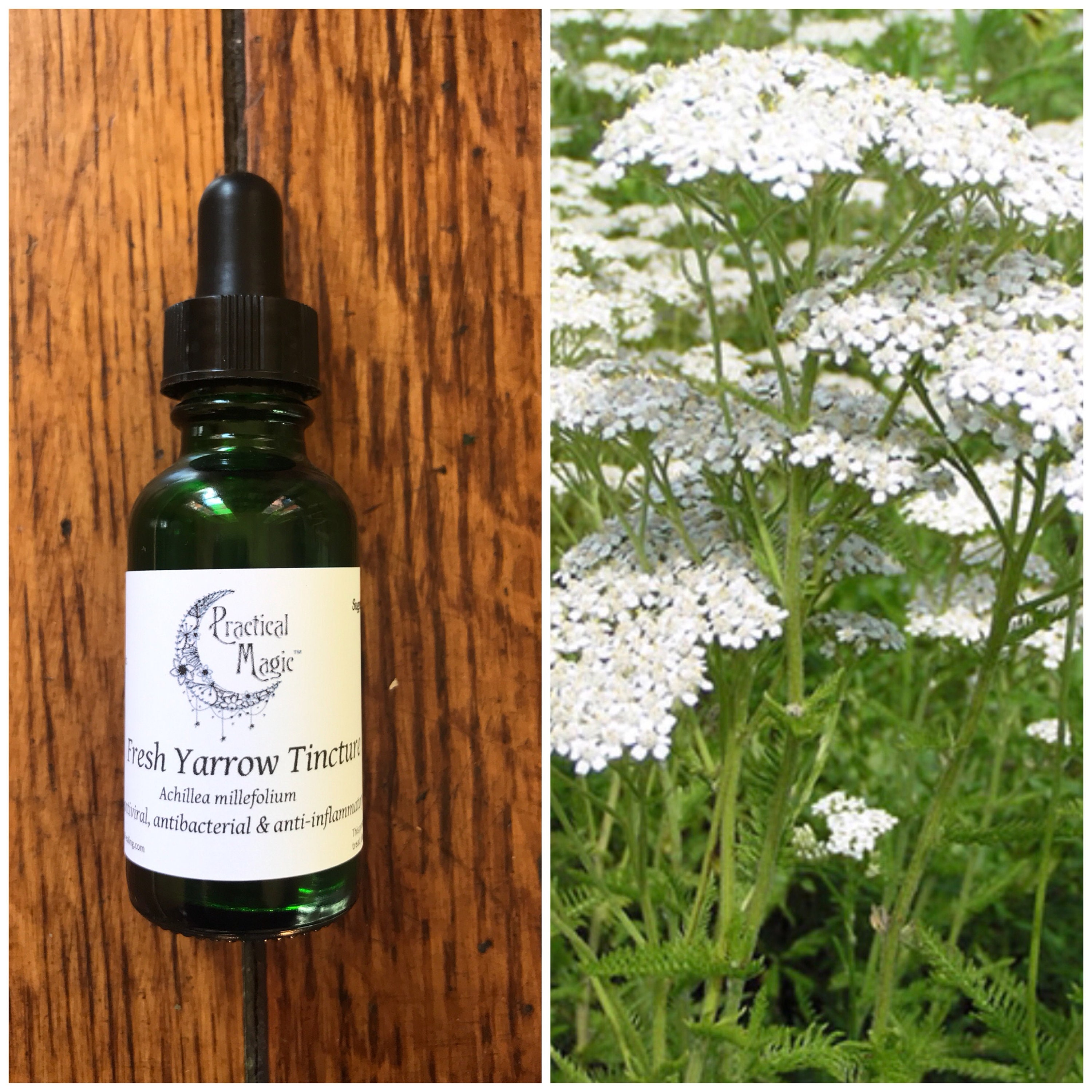 Fresh Yarrow Tincture Etsy
