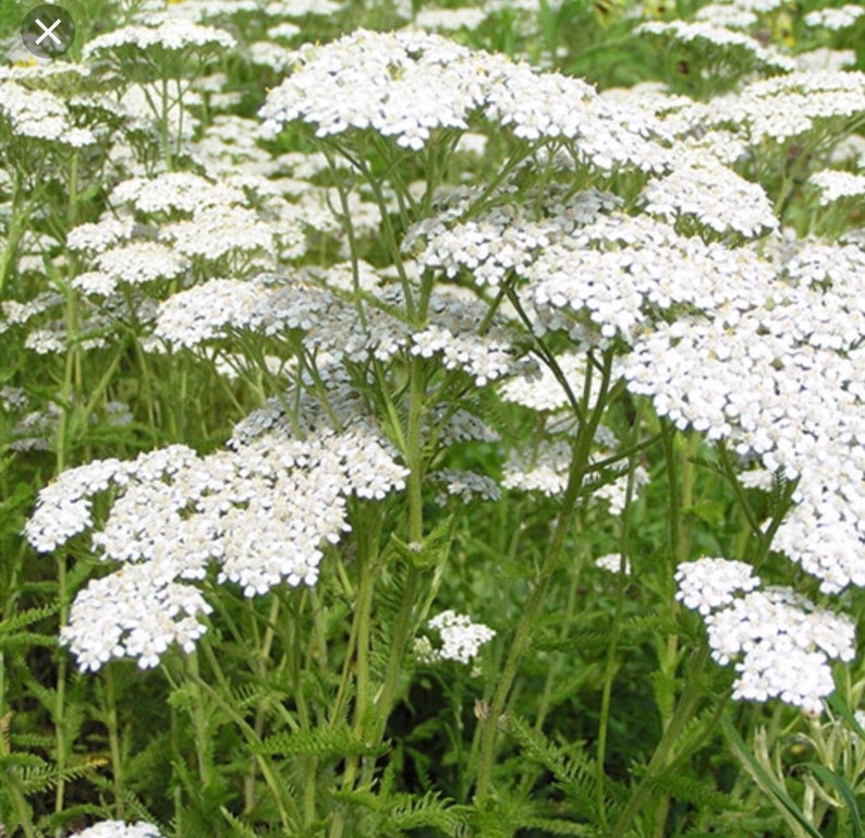 Fresh Yarrow Tincture | Etsy