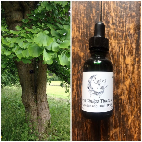 Ginkgo Biloba Tincture From Green Summer Leaves Etsy