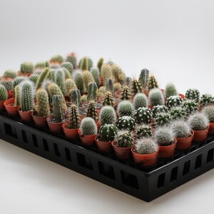 50-Pack 1.75" Mini Cactus Assortment - Perfect for Party Favors, Wedding Favors, and DIY Projects