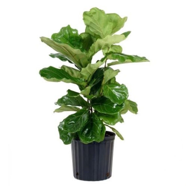 Fiddle Leaf Fig | Live Ficus Lyrata | Easy Care Trendy Indoor Plant