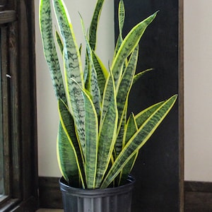 Giant Snake Plant | Sanseveria | The Perfect Trendy Plant