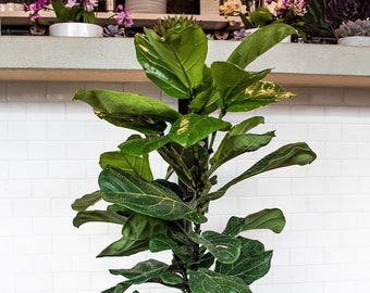 Large Fiddle Leaf Fig | Ficus Lyrata | The Perfect Trendy Plant