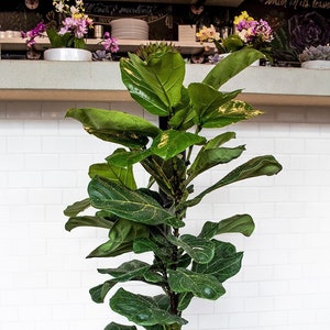 Large Fiddle Leaf Fig | Ficus Lyrata | The Perfect Trendy Plant