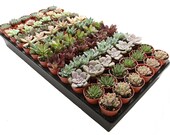 72-Pack 1.75 quot Mini Assorted Succulents - Perfect for Fairy Gardening Wedding Favors
