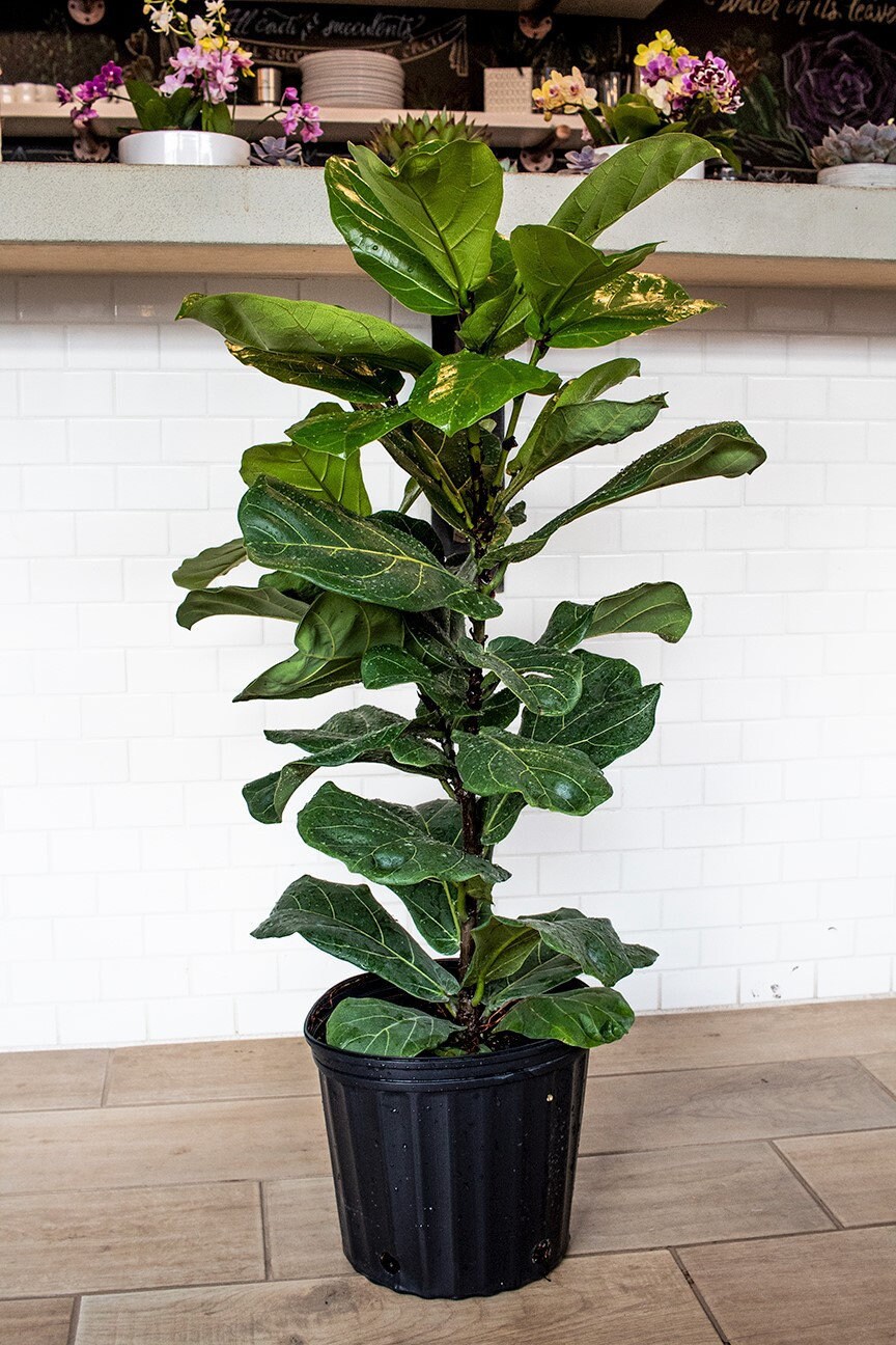 kader prioriteit Geurig Large Fiddle Leaf Fig Ficus Lyrata the Perfect Trendy | Etsy