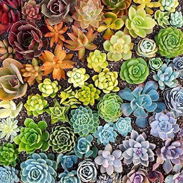 36-Pack 1.75" Mini Assorted Succulents - Perfect for Fairy Gardening & Wedding Favors