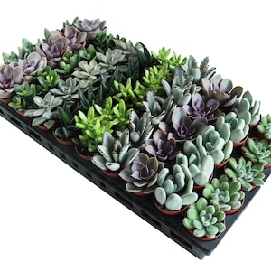 10-Pack 2" Succulents - Perfect for Wedding Favors