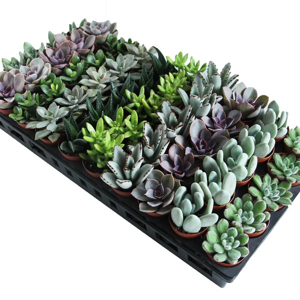 50-Pack 2" Succulents - Perfect for Wedding Favors