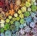 100-Pack 1.75' Mini Assorted Succulents - Perfect for Fairy Gardening & Wedding Favors 