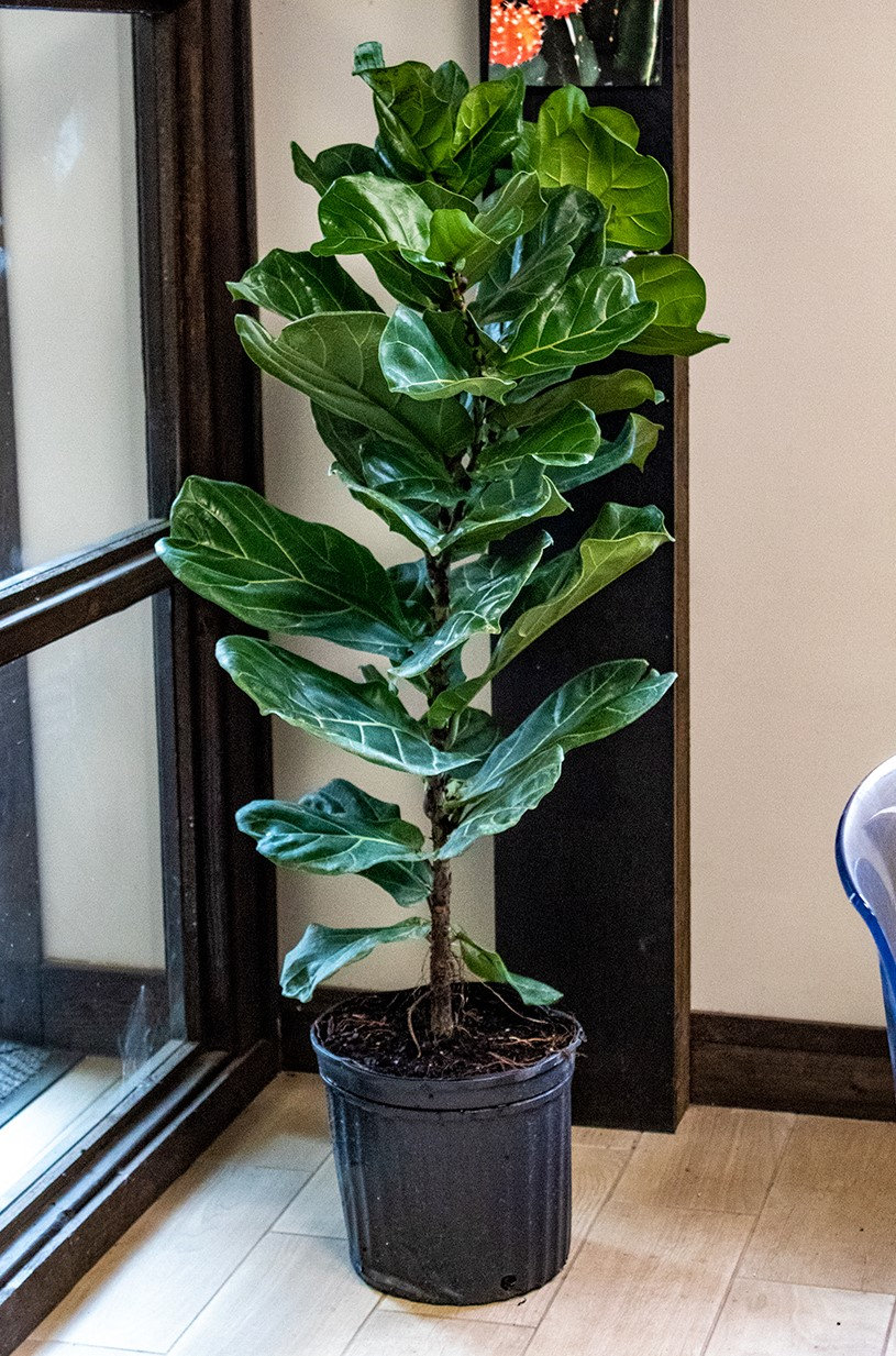 Fiddle Leaf Fig Live Ficus Lyrata Easy Care Trendy Indoor Etsy