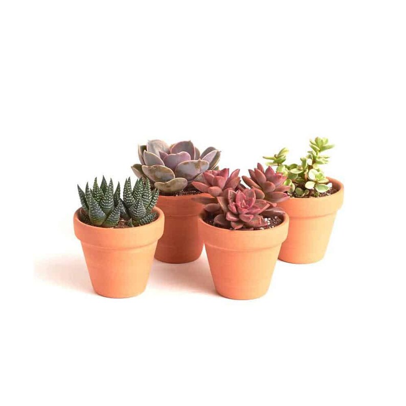 Bulk Potted 1.75 Mini Assorted Succulents Succulent Etsy