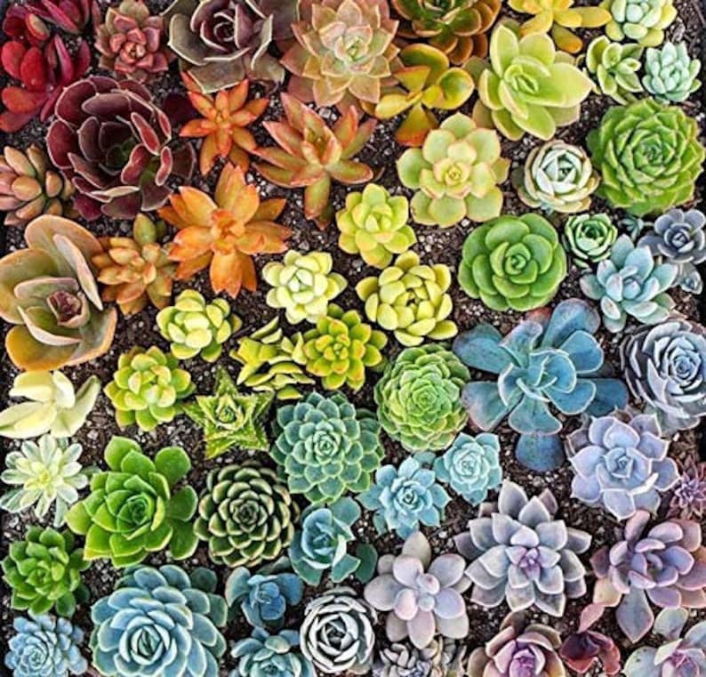72-Pack 1.75' Mini Assorted Succulents - Perfect for Fairy Gardening & Wedding Favors 