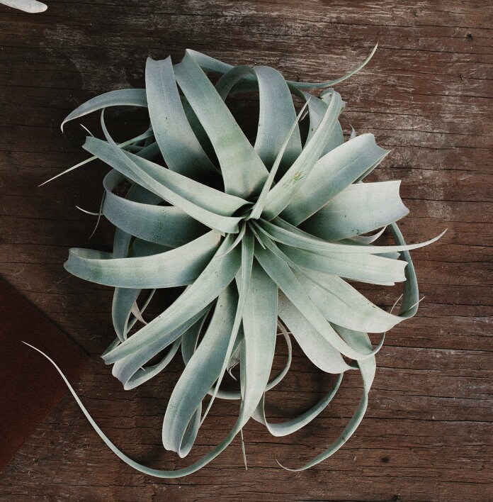 Jumbo Xerographica | Great for Wedding Centerpieces | Low Maintenance…