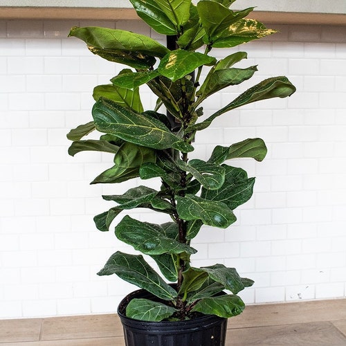 Large Fiddle Leaf Fig | Ficus Lyrata | The Perfect Trendy Plant