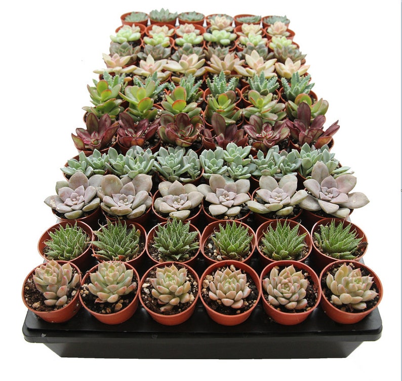 Bulk Potted 1.75 Mini Assorted Succulents Succulent Etsy