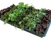 Indoor Plants 32-Pack Mini Foliage in 2 quot Pots Peperomias Bulk Plants Terrariums, Fairy Gardening, Arts Crafts, and DIY Projects