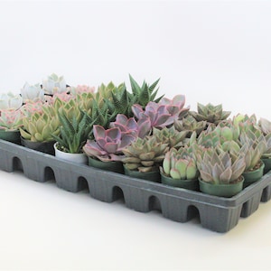 32-Pack 2.5" Succulents - Premium Varieties - Perfect for Container Gardens & Wedding Favors