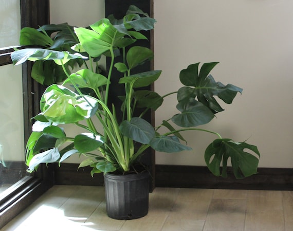 Large Monstera Deliciosa