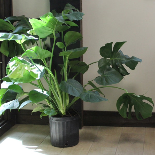 Giant Monstera Deliciosa | Swiss Cheese Plant | The Perfect Trendy Plant