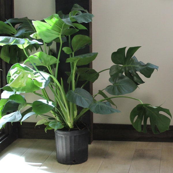 Monstera Deliciosa Gigante / Planta de Queso Suizo / La Planta Moderna Perfecta