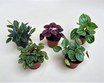 Mini Foliage in 2" Pots (5 Plants Included) | Peperomias | Bulk Plants | Terrariums, Fairy Gardening, Arts & Crafts, and DIY Projects