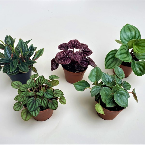 Mini Foliage in 2" Pots (5 Plants Included) | Peperomias | Bulk Plants | Terrariums, Fairy Gardening, Arts & Crafts, and DIY Projects