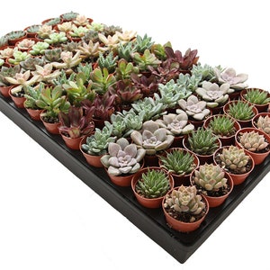 500-Pack 1.75" Mini Assorted Succulents - Perfect for Fairy Gardening & Wedding Favors