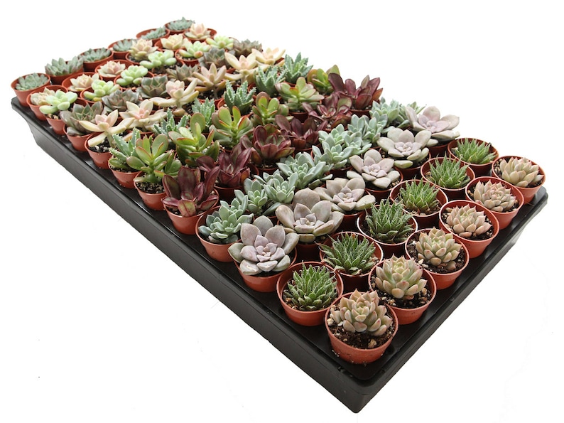 50-pack 1.75 Mini Assorted Succulents Wedding Favors