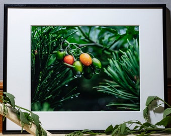 Bittersweet Nightshade, Nature Photography, Wall Art, Bedroom Decor, Living Room Decor, Peaceful Wall Art, Photography Prints