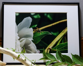 Yellowjacket Wasp Photograph, Nature Photography, Wall Art, Bedroom Decor, Living Room Decor, Peaceful Wall Art, Photography Prints