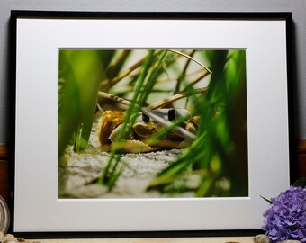 Island Series: Crab, Nature Photography, Wall Art, Bedroom Decor, Living Room Decor, Peaceful Wall Art, Photography Prints