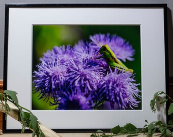 Calming Wall Art, Nature Photography Wall Art, Macro Photography Print, Flower Photography, Grasshopper Art, Gardener Gifts